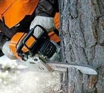 arborist saws